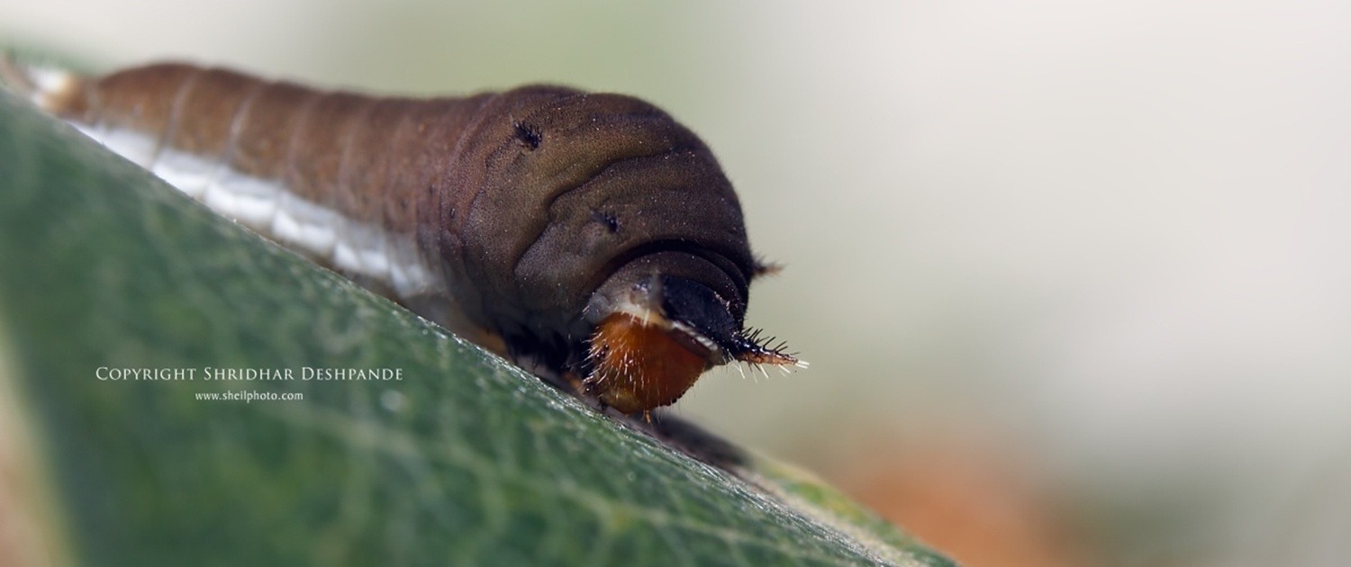 The Dancing Caterpillar