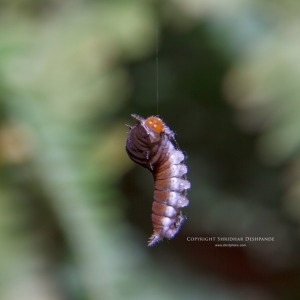 Caterpillar Ballet