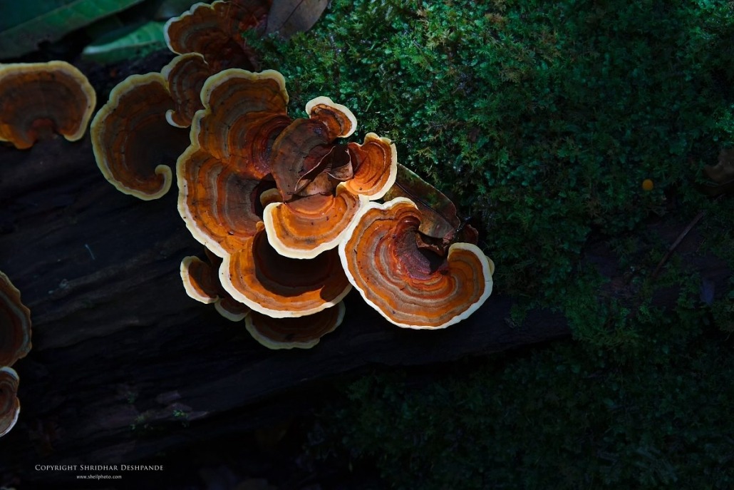 Vibrant but poisonous mushrooms