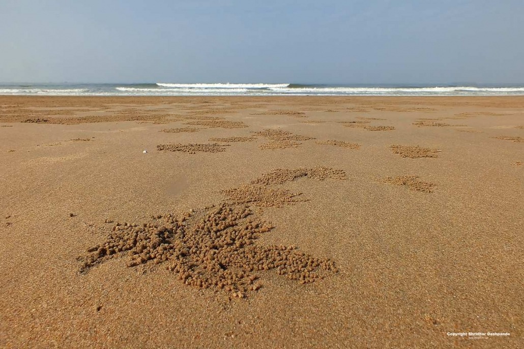 Crab holes on beach